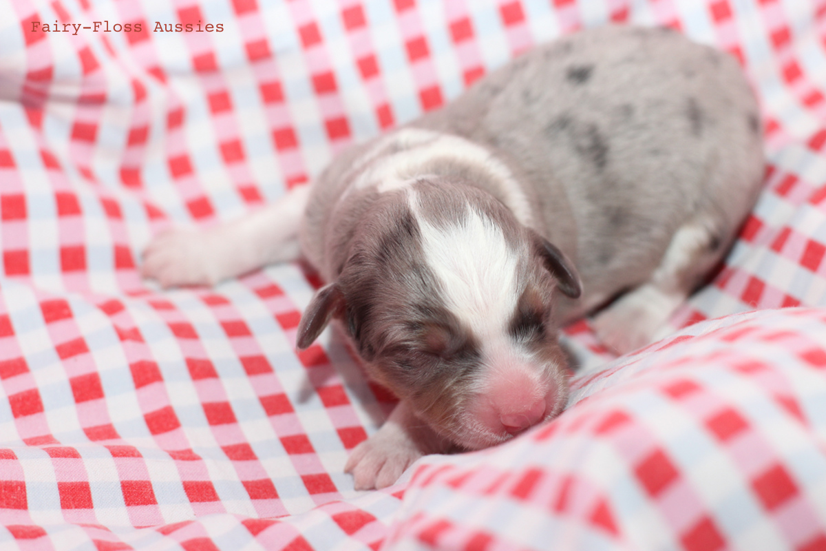 CH Energie's From Zero To Hero - Mini Aussie Blue Merle Deckrüde