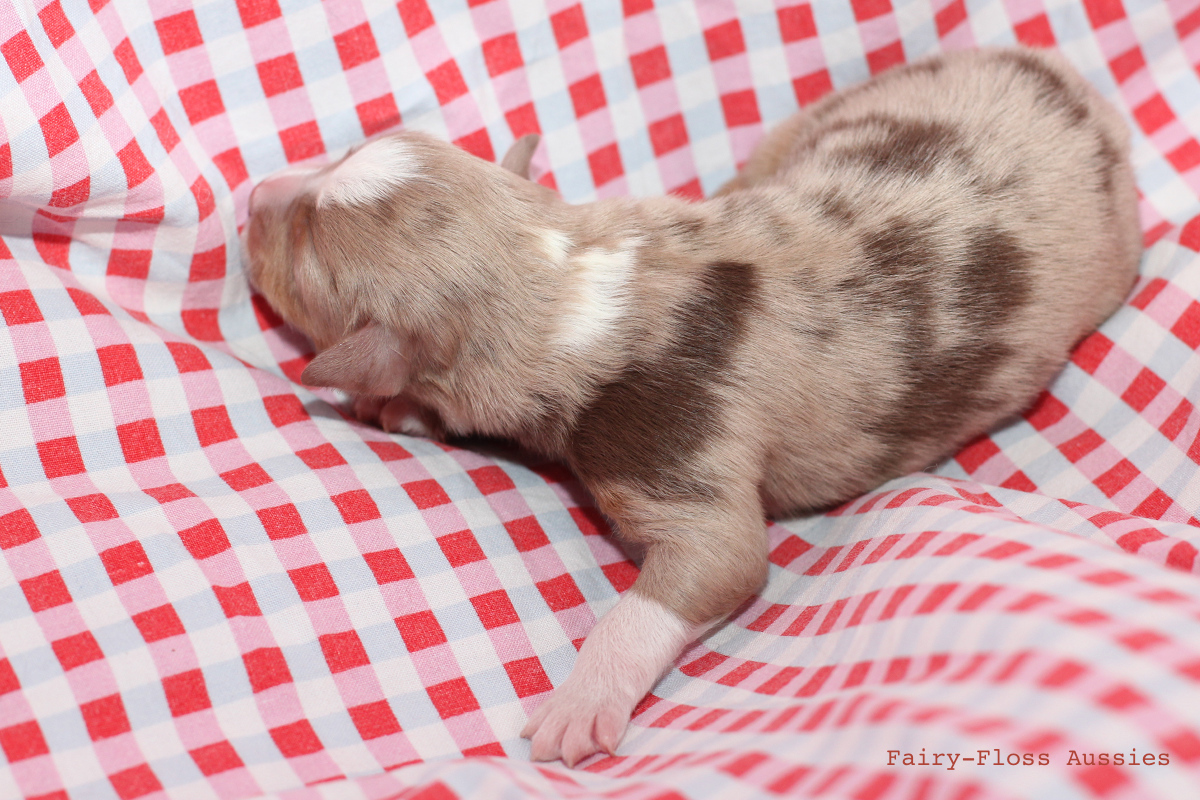 CH Energie's From Zero To Hero - Mini Aussie Blue Merle Deckrüde