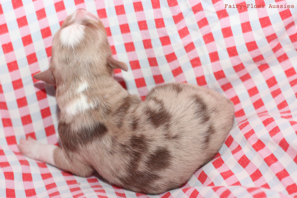 CH Energie's From Zero To Hero - Mini Aussie Blue Merle Deckrüde