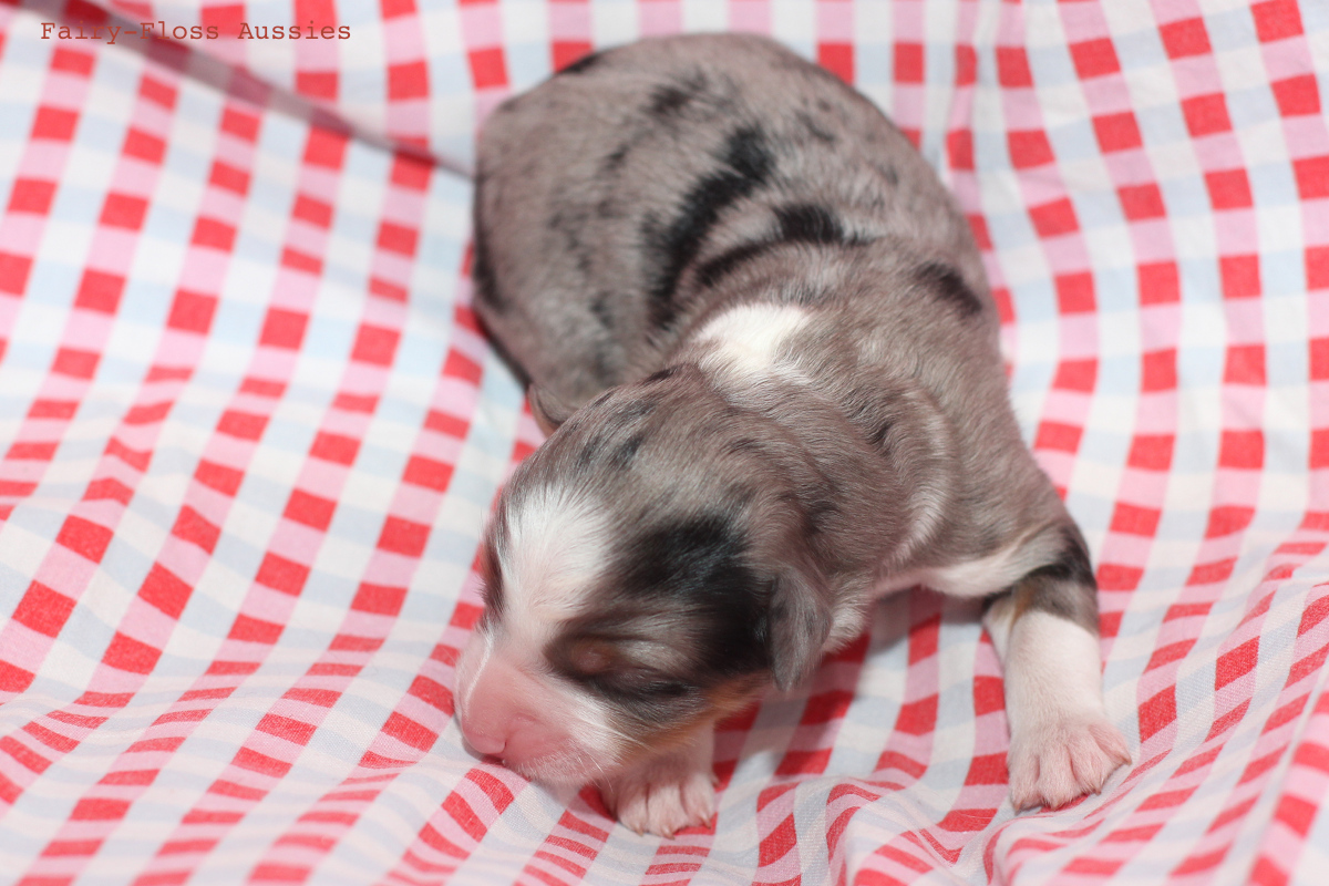 CH Energie's From Zero To Hero - Mini Aussie Blue Merle Deckrüde