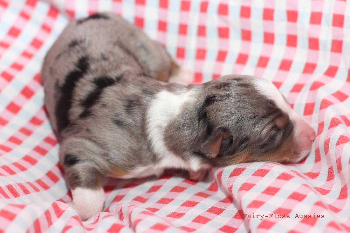 CH Energie's From Zero To Hero - Mini Aussie Blue Merle Deckrüde