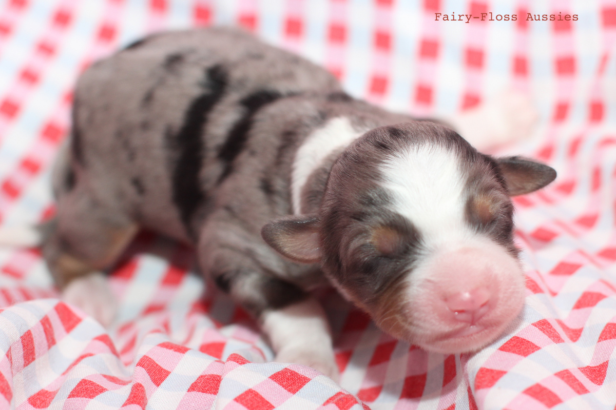 CH Energie's From Zero To Hero - Mini Aussie Blue Merle Deckrüde