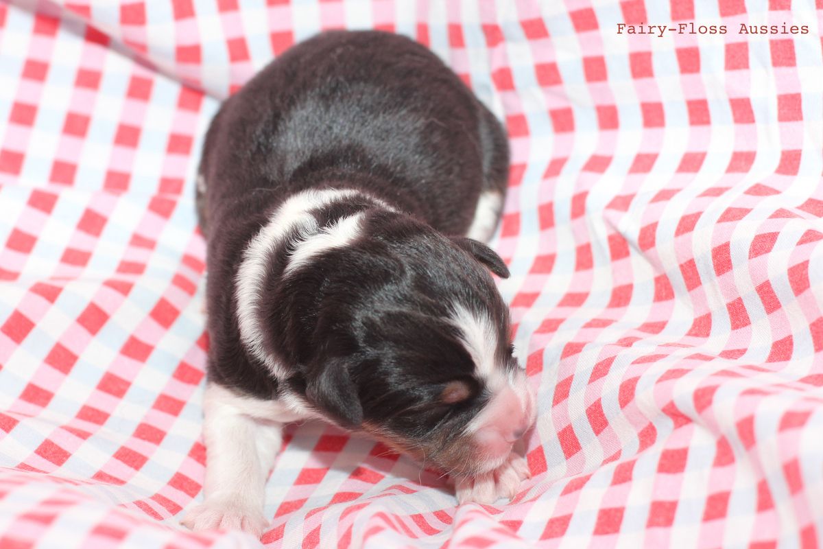 CH Energie's From Zero To Hero - Mini Aussie Blue Merle Deckrüde