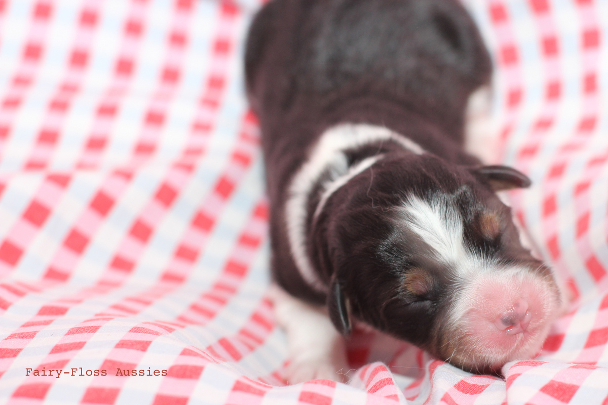 CH Energie's From Zero To Hero - Mini Aussie Blue Merle Deckrüde