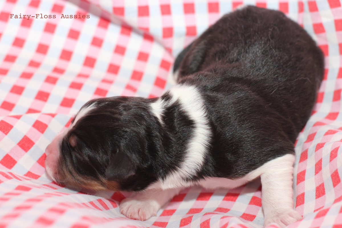 CH Energie's From Zero To Hero - Mini Aussie Blue Merle Deckrüde