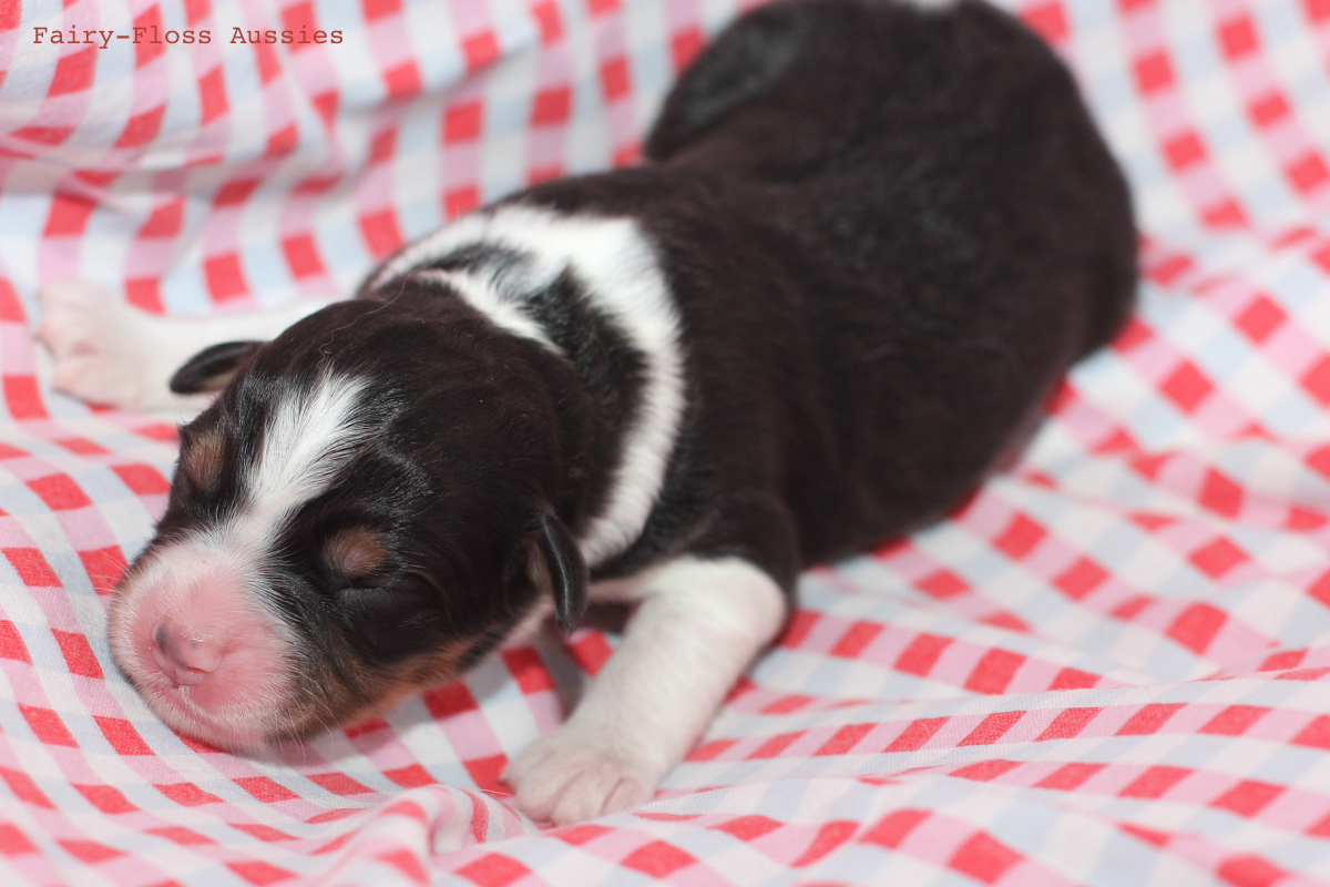 CH Energie's From Zero To Hero - Mini Aussie Blue Merle Deckrüde