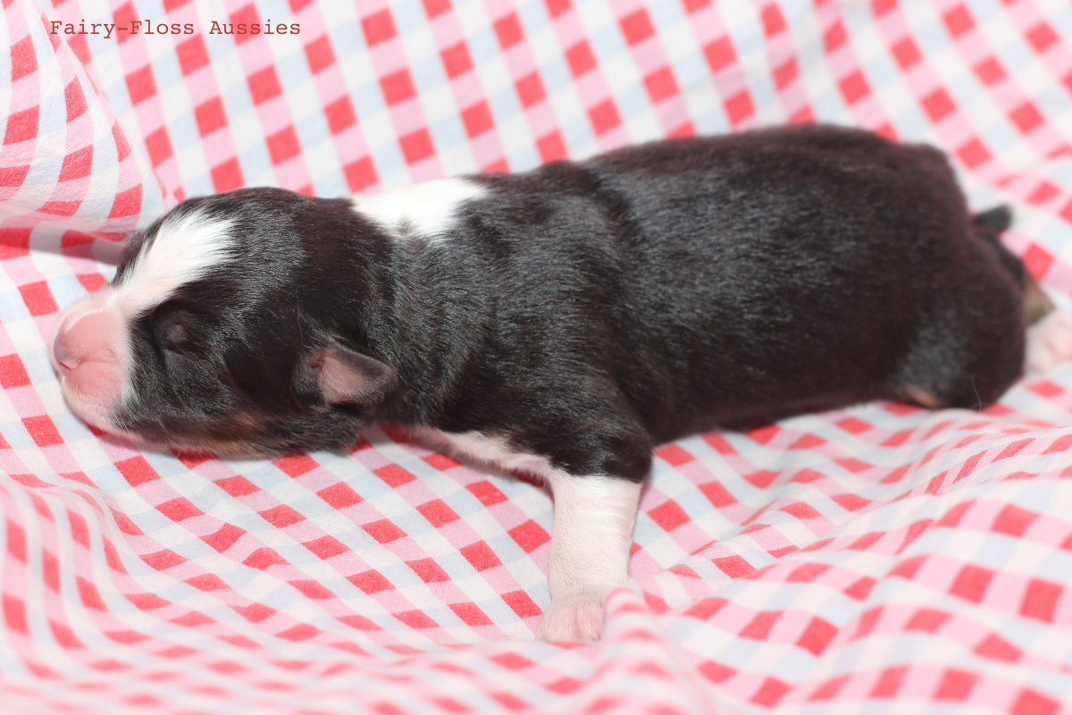 CH Energie's From Zero To Hero - Mini Aussie Blue Merle Deckrüde