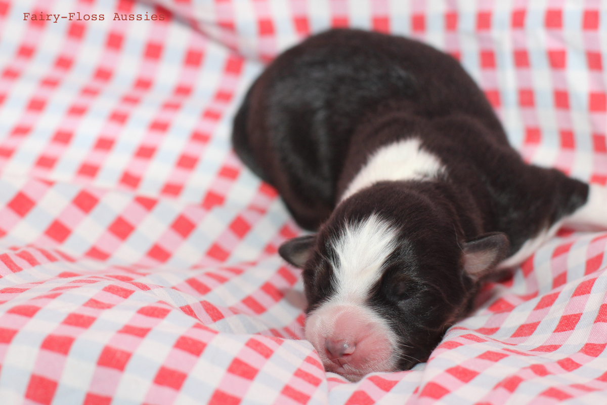 CH Energie's From Zero To Hero - Mini Aussie Blue Merle Deckrüde