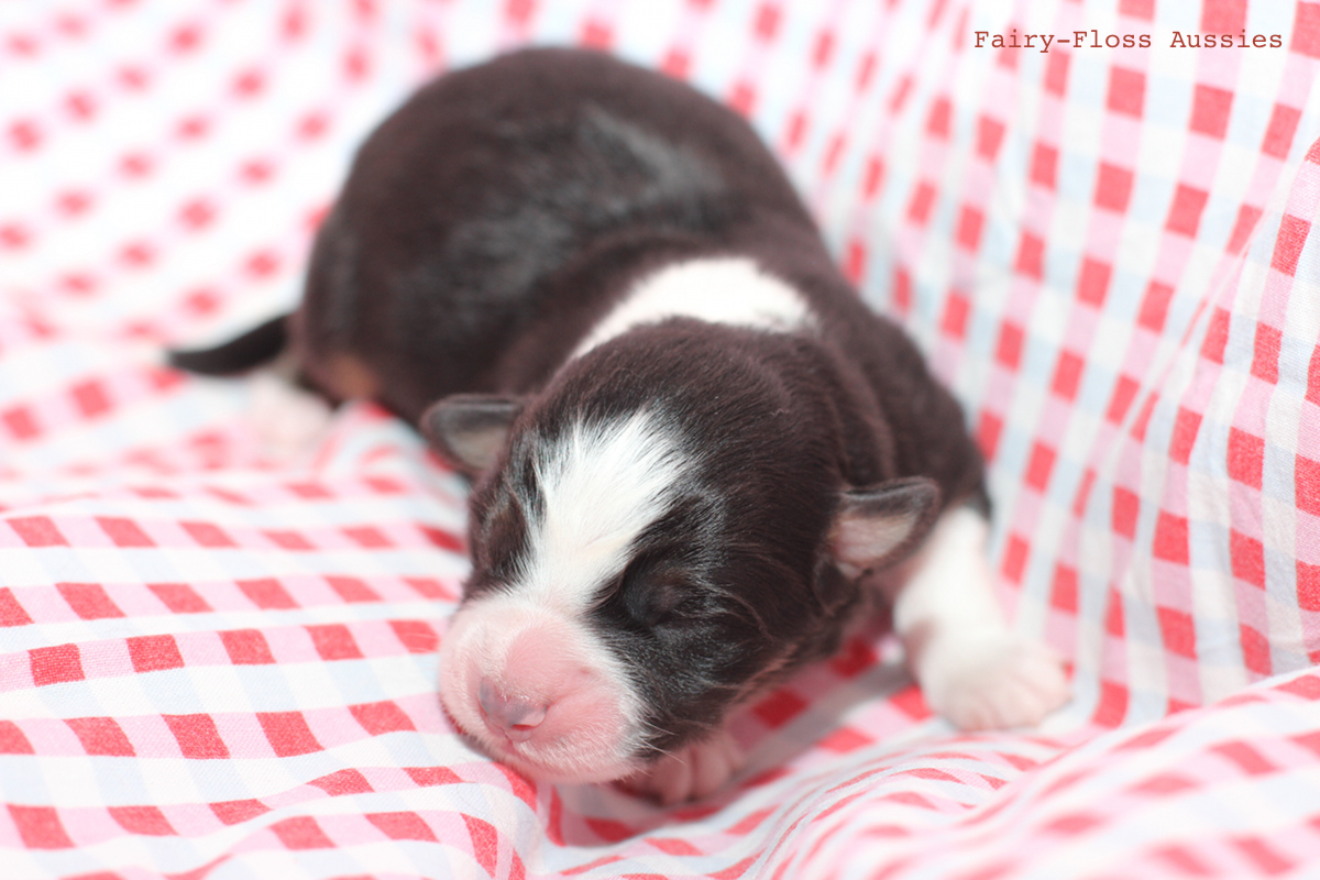 CH Energie's From Zero To Hero - Mini Aussie Blue Merle Deckrüde