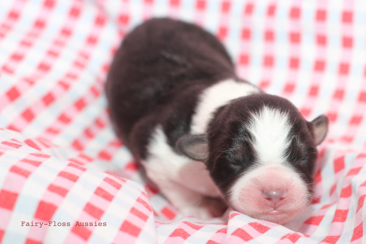 CH Energie's From Zero To Hero - Mini Aussie Blue Merle Deckrüde