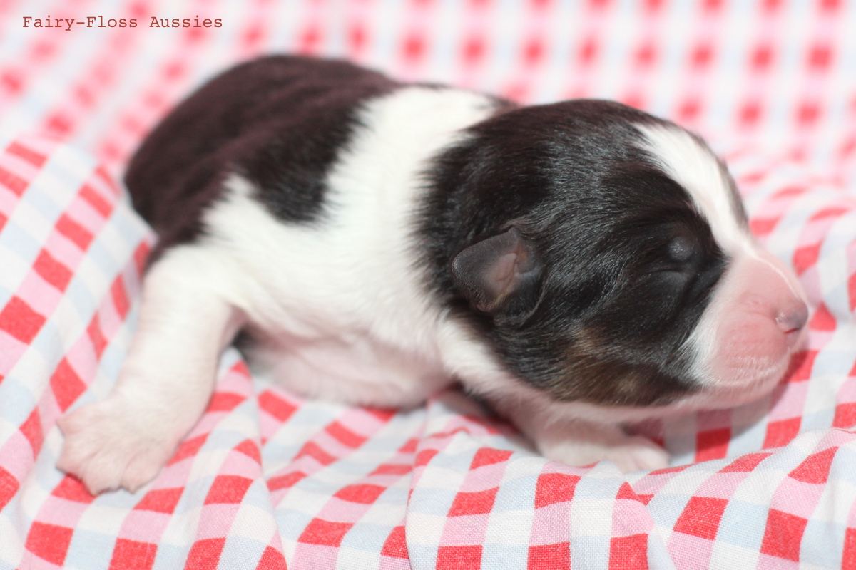 CH Energie's From Zero To Hero - Mini Aussie Blue Merle Deckrüde