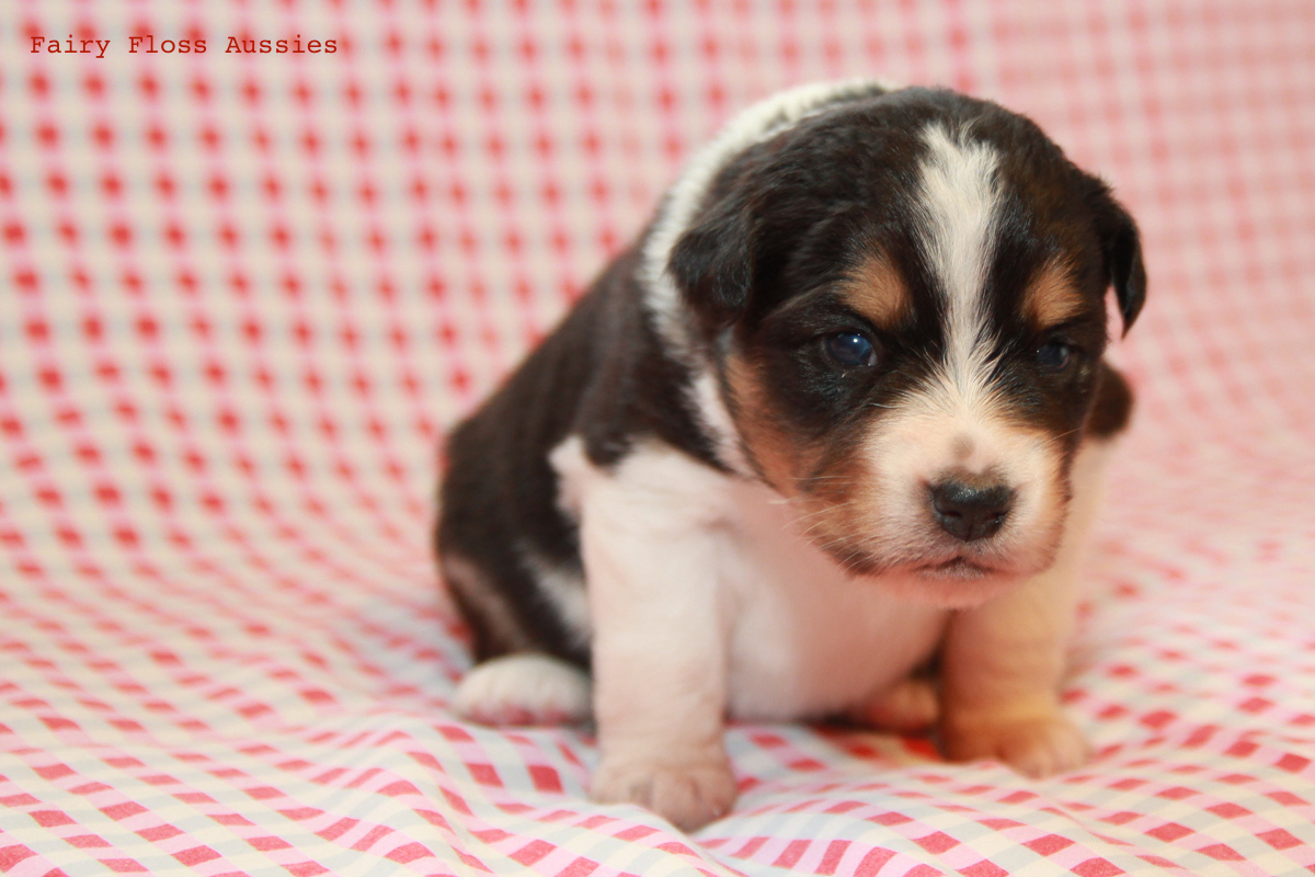 CH Energie's From Zero To Hero - Mini Aussie Blue Merle Deckrüde