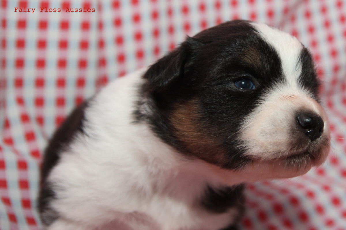 Mini American Shepherd - Mini Aussie Welpen - Mini Aussie Züchter - Gesunde Mini Aussies - American Shepherd