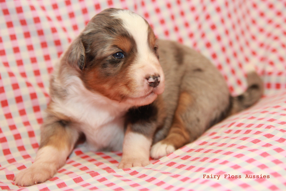 Mini Aussie Züchter