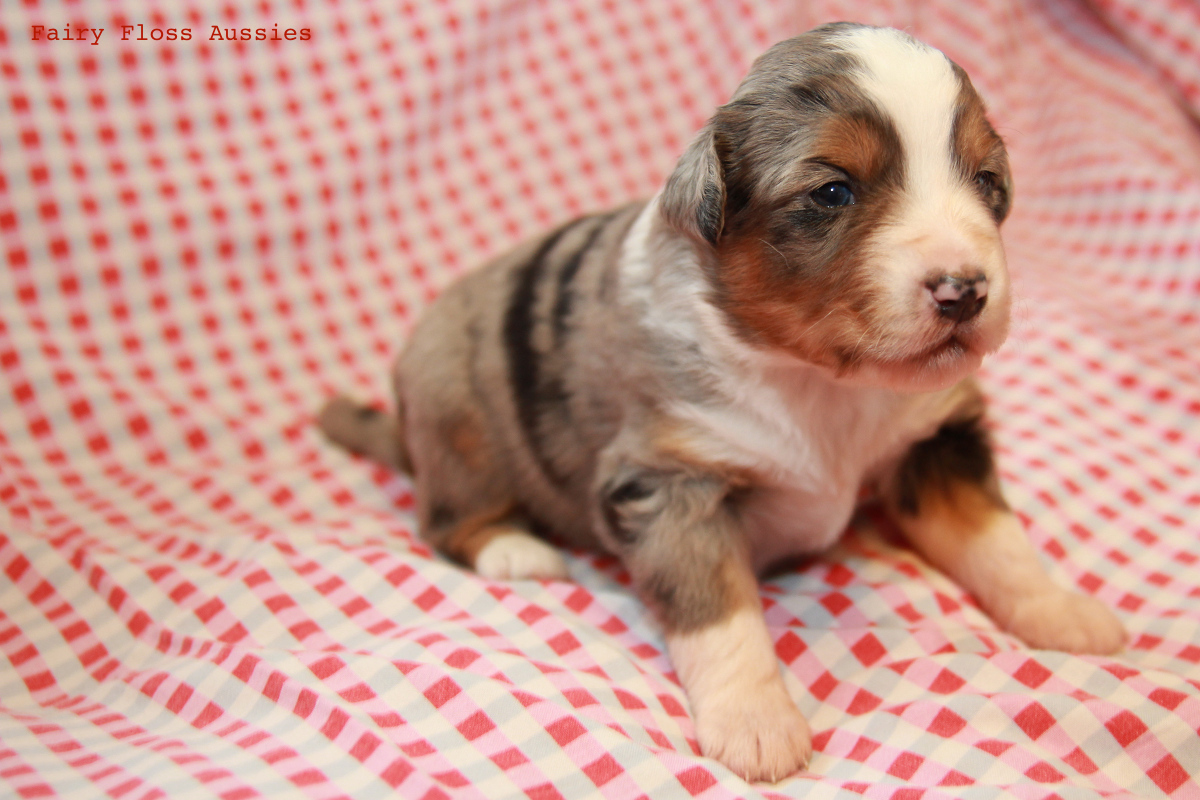 CH Energie's From Zero To Hero - Mini Aussie Blue Merle Deckrüde