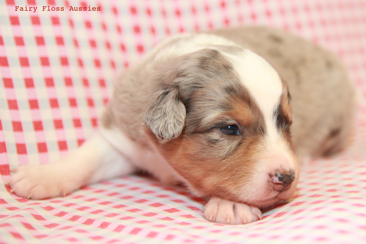 Mini Aussie Züchter