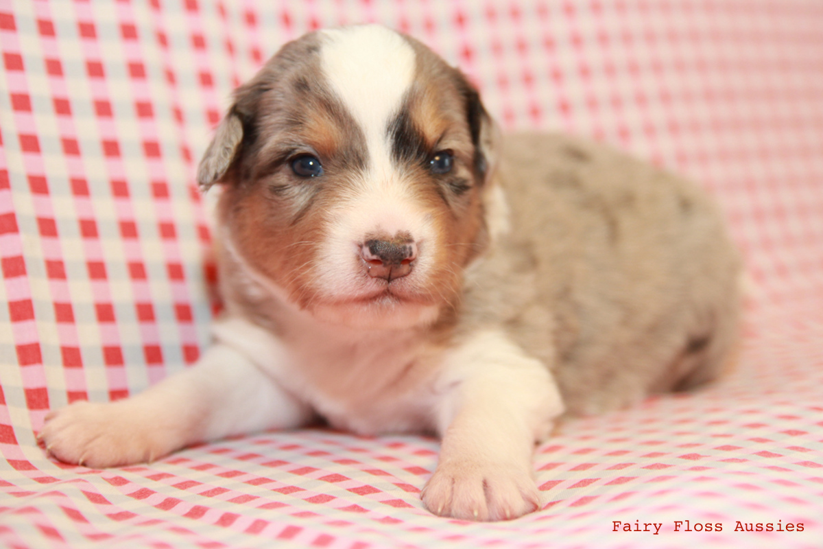 Mini Aussie Züchter