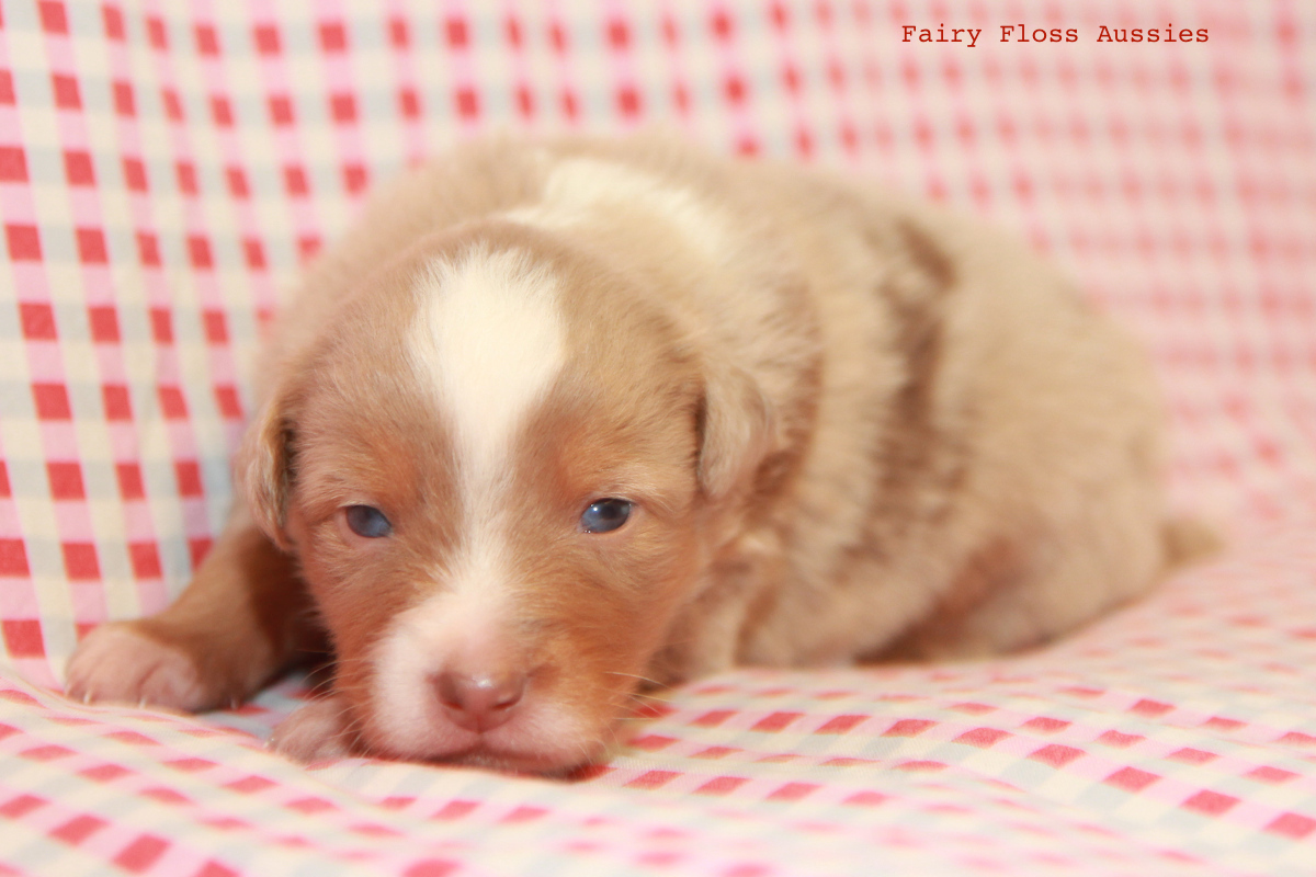 Mini American Shepherd - Mini Aussie Welpen - Mini Aussie Züchter - Gesunde Mini Aussies - American Shepherd