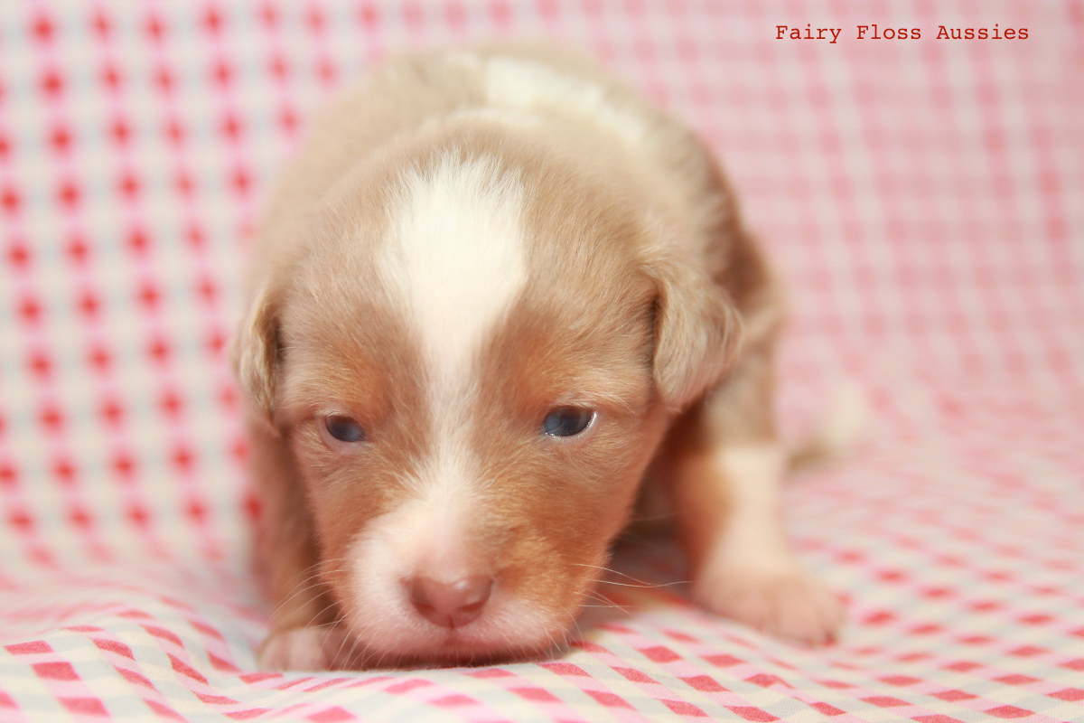 Mini American Shepherd - Mini Aussie Welpen - Mini Aussie Züchter - Gesunde Mini Aussies - American Shepherd