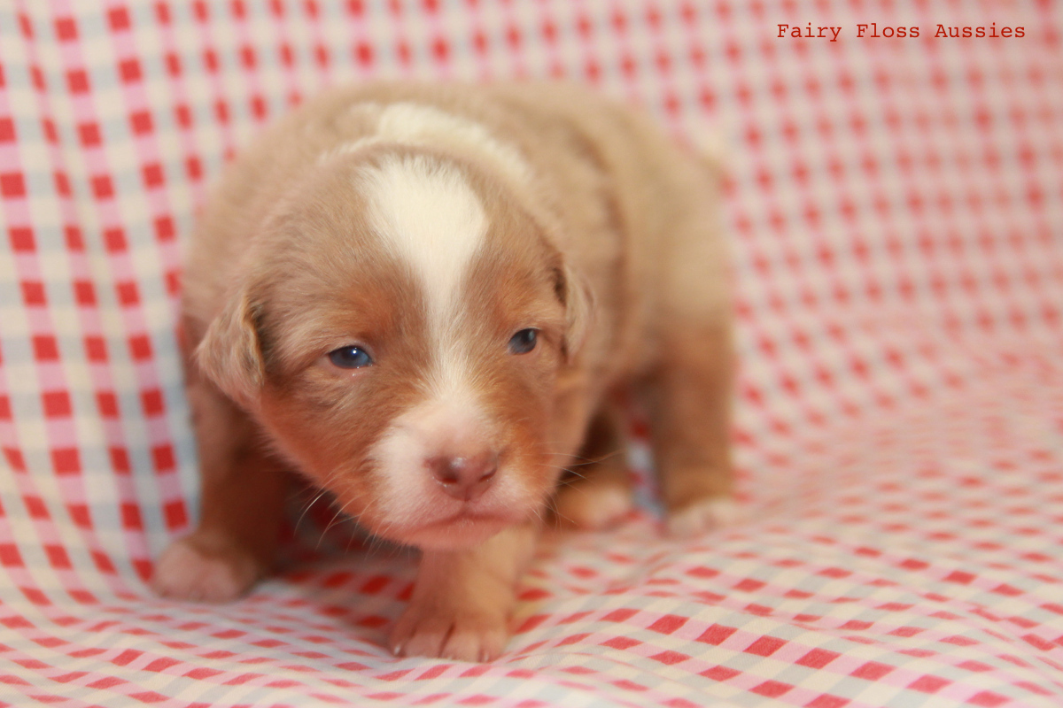 CH Energie's From Zero To Hero - Mini Aussie Blue Merle Deckrüde