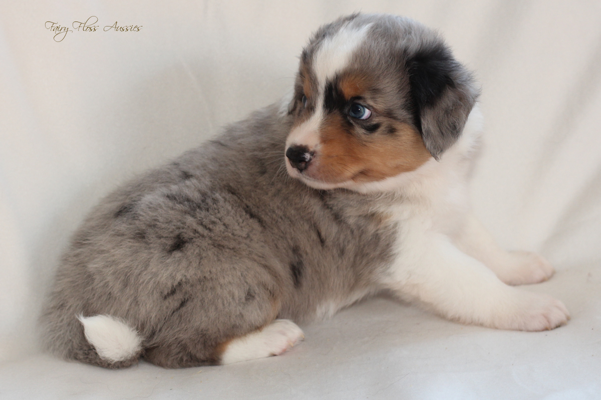 CH Energie's From Zero To Hero - Mini Aussie Blue Merle Deckrüde