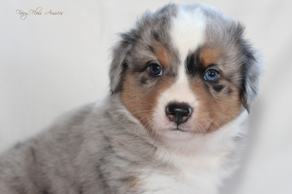 CH Energie's From Zero To Hero - Mini Aussie Blue Merle Deckrüde