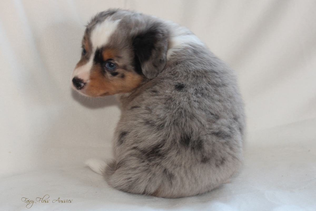 Mini American Shepherd - Mini Aussie Welpen - Mini Aussie Züchter - Gesunde Mini Aussies - American Shepherd