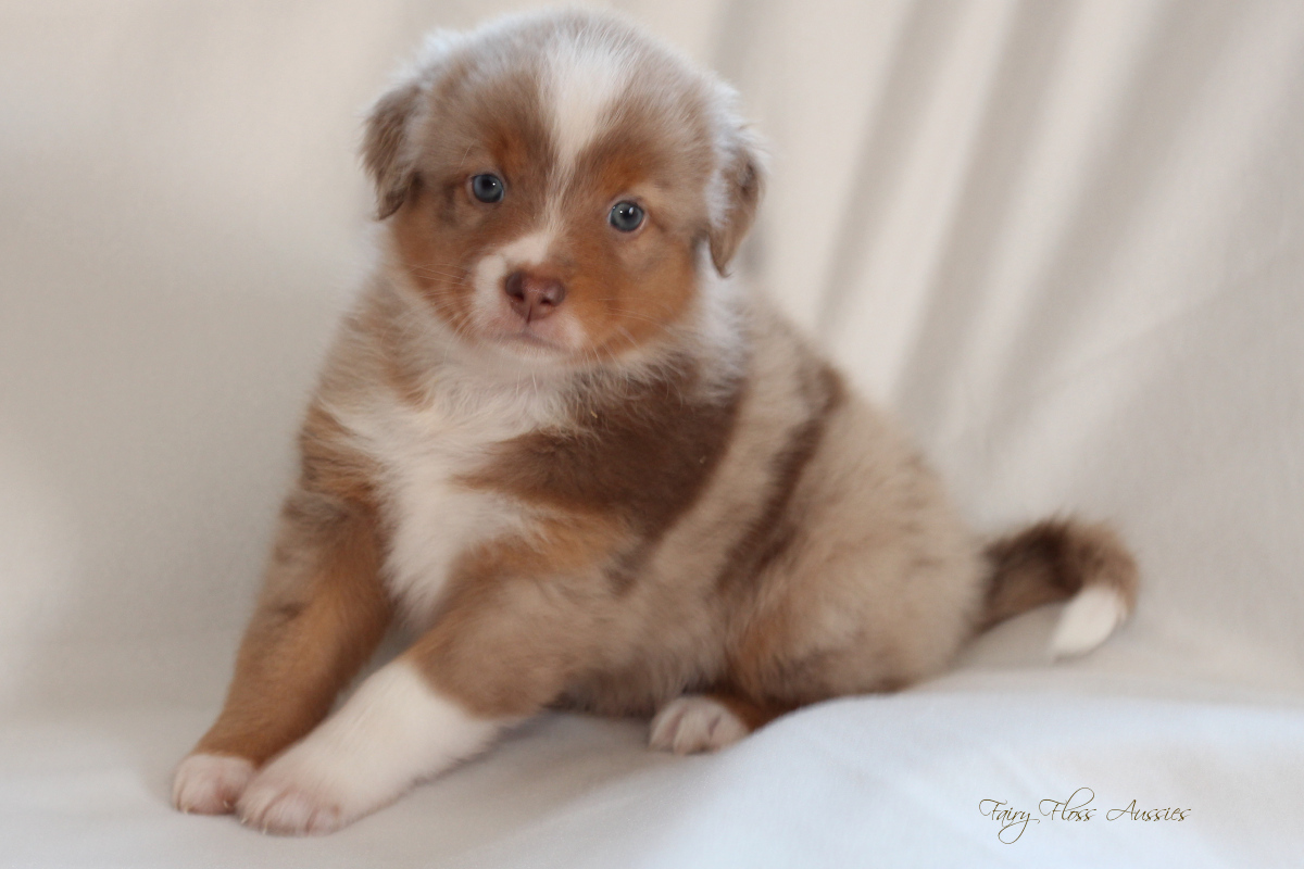 CH Energie's From Zero To Hero - Mini Aussie Blue Merle Deckrüde