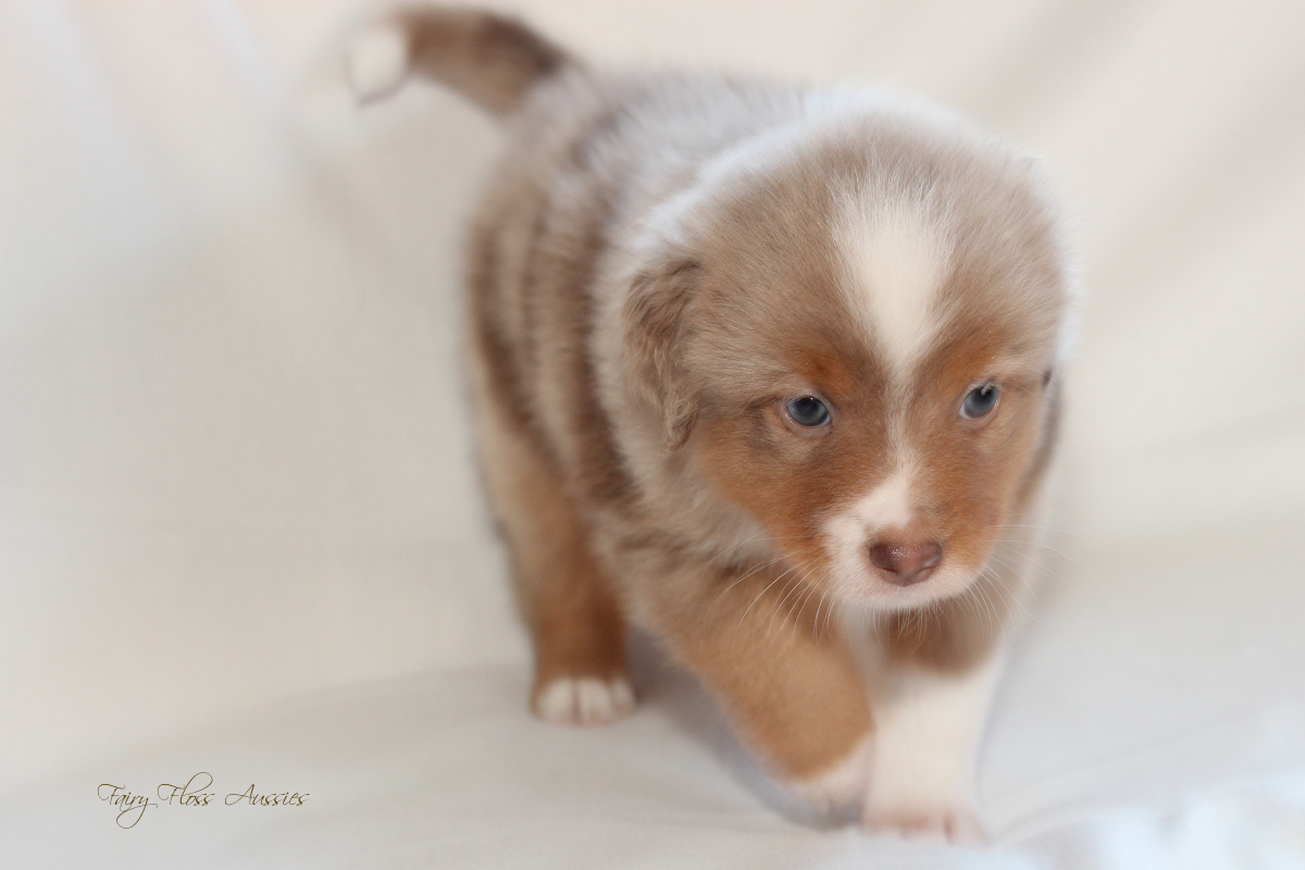 CH Energie's From Zero To Hero - Mini Aussie Blue Merle Deckrüde