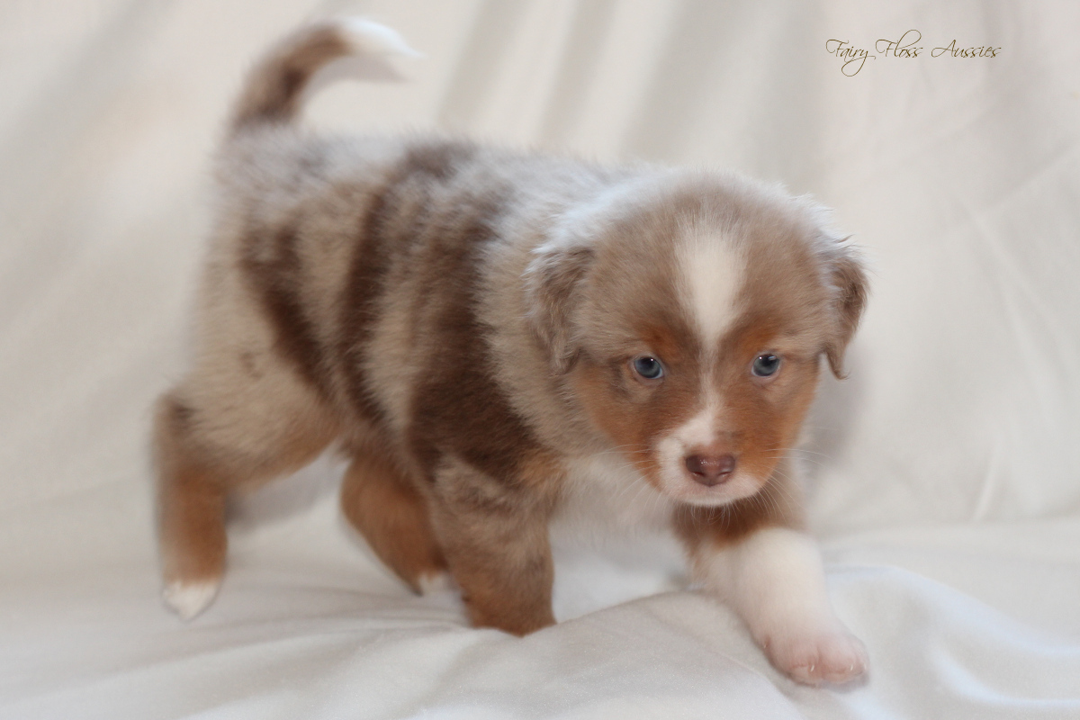 Mini American Shepherd - Mini Aussie Welpen - Mini Aussie Züchter - Gesunde Mini Aussies - American Shepherd