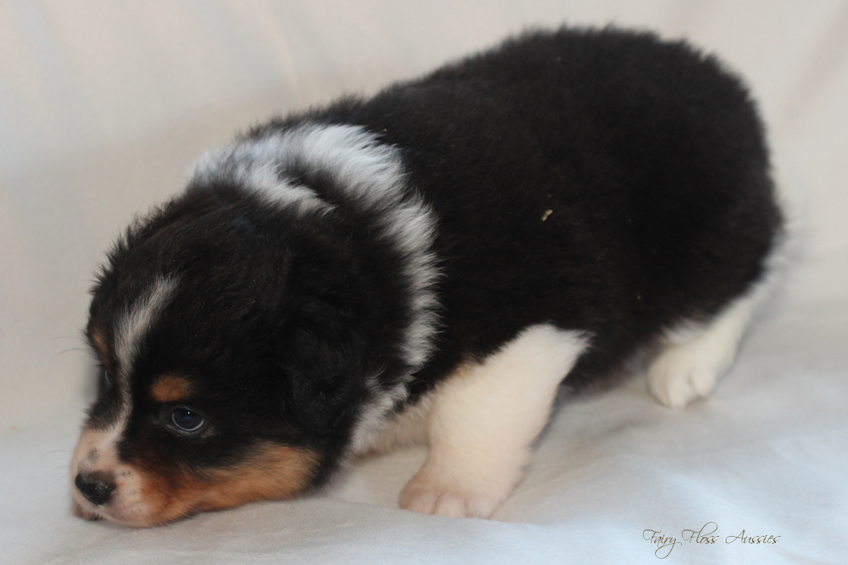 CH Energie's From Zero To Hero - Mini Aussie Blue Merle Deckrüde