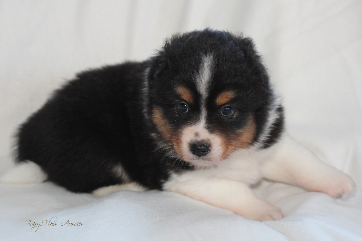 CH Energie's From Zero To Hero - Mini Aussie Blue Merle Deckrüde