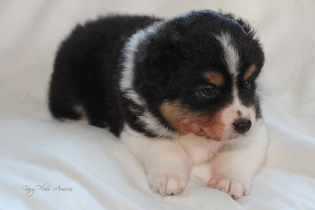 CH Energie's From Zero To Hero - Mini Aussie Blue Merle Deckrüde