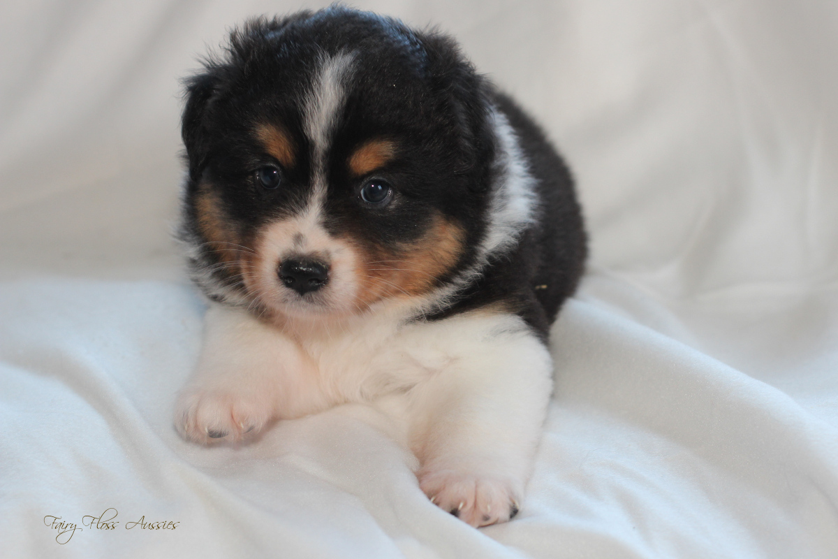 CH Energie's From Zero To Hero - Mini Aussie Blue Merle Deckrüde