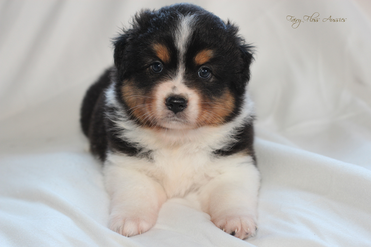 Mini American Shepherd - Mini Aussie Welpen - Mini Aussie Züchter - Gesunde Mini Aussies - American Shepherd