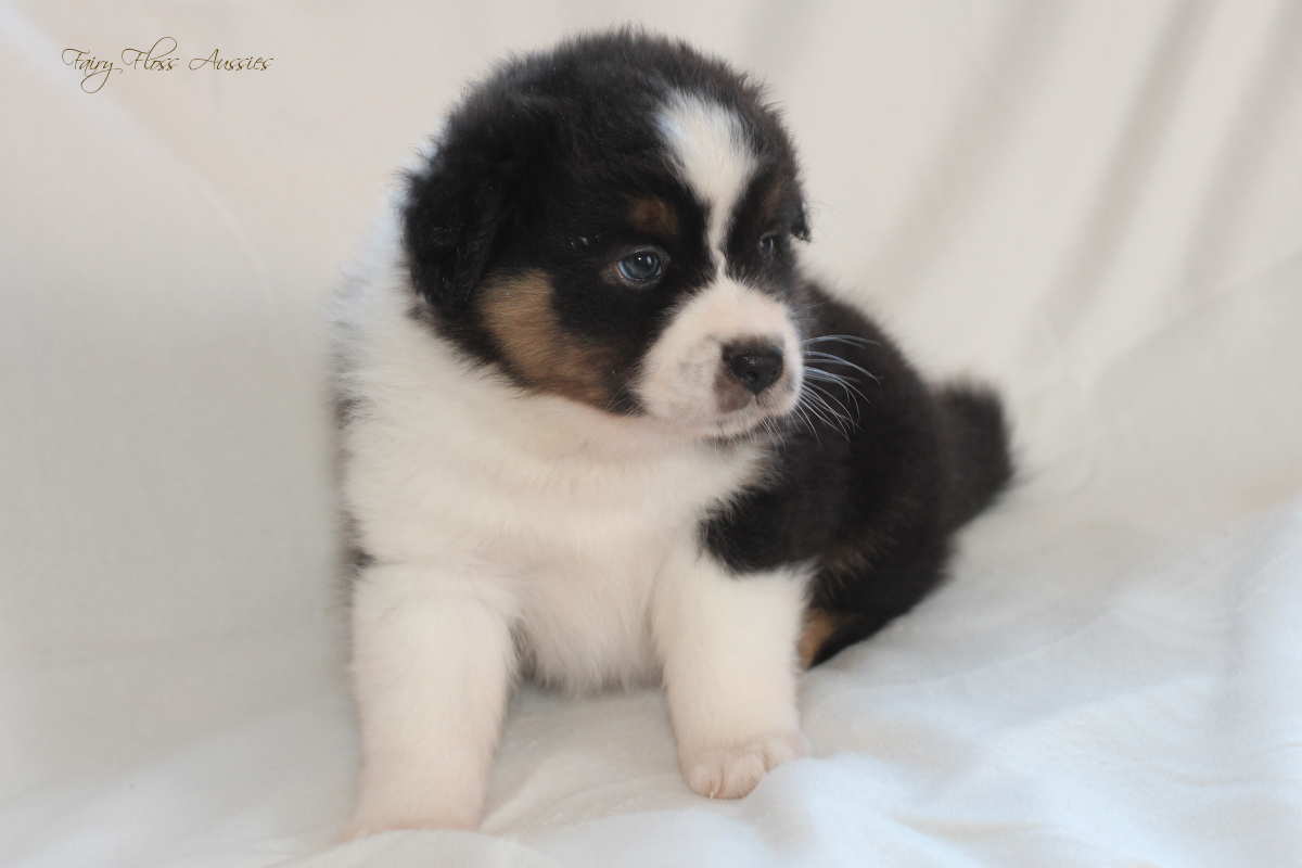 CH Energie's From Zero To Hero - Mini Aussie Blue Merle Deckrüde