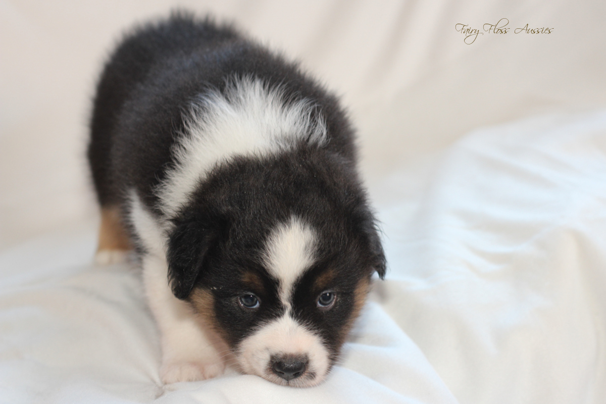 CH Energie's From Zero To Hero - Mini Aussie Blue Merle Deckrüde