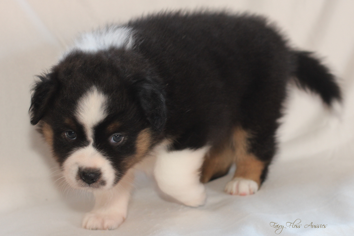 CH Energie's From Zero To Hero - Mini Aussie Blue Merle Deckrüde