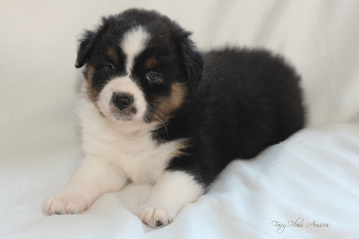 Mini American Shepherd - Mini Aussie Welpen - Mini Aussie Züchter - Gesunde Mini Aussies - American Shepherd