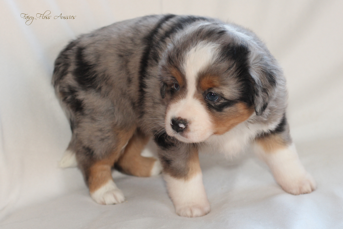 CH Energie's From Zero To Hero - Mini Aussie Blue Merle Deckrüde