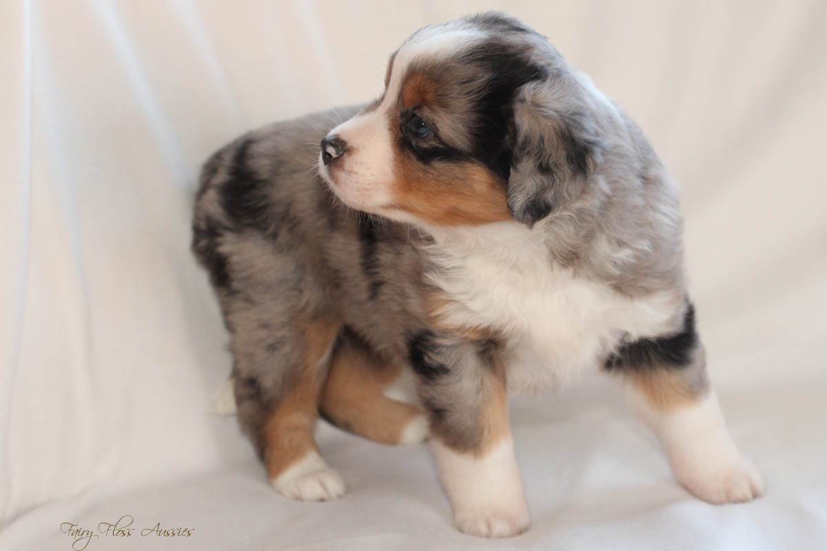 CH Energie's From Zero To Hero - Mini Aussie Blue Merle Deckrüde