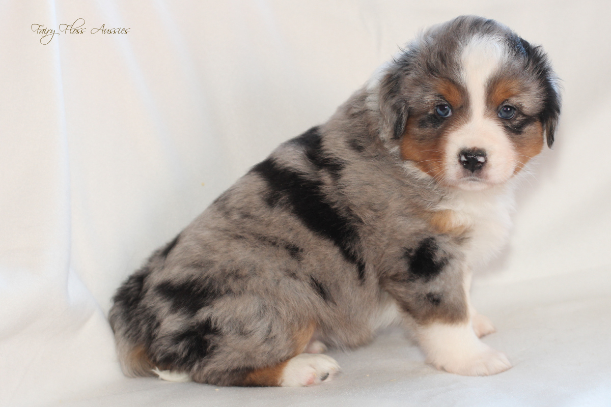 Mini American Shepherd - Mini Aussie Welpen - Mini Aussie Züchter - Gesunde Mini Aussies - American Shepherd