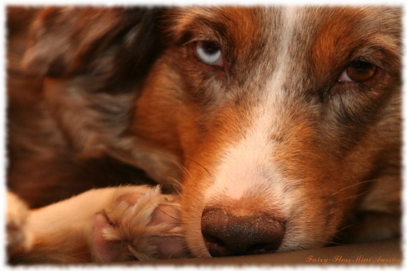 Red Merle Mini Aussie