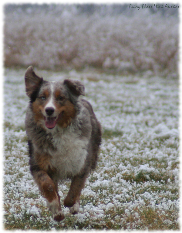 Red Merle Mini Aussie