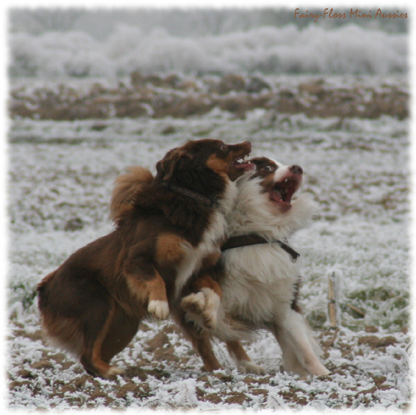 2 Aussies beim Spielen