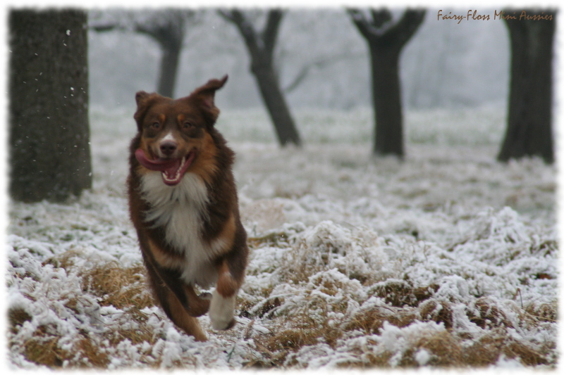 Retro - Mini Aussie