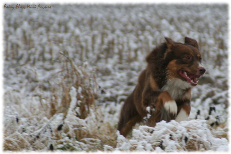 Retro - Mini Aussie