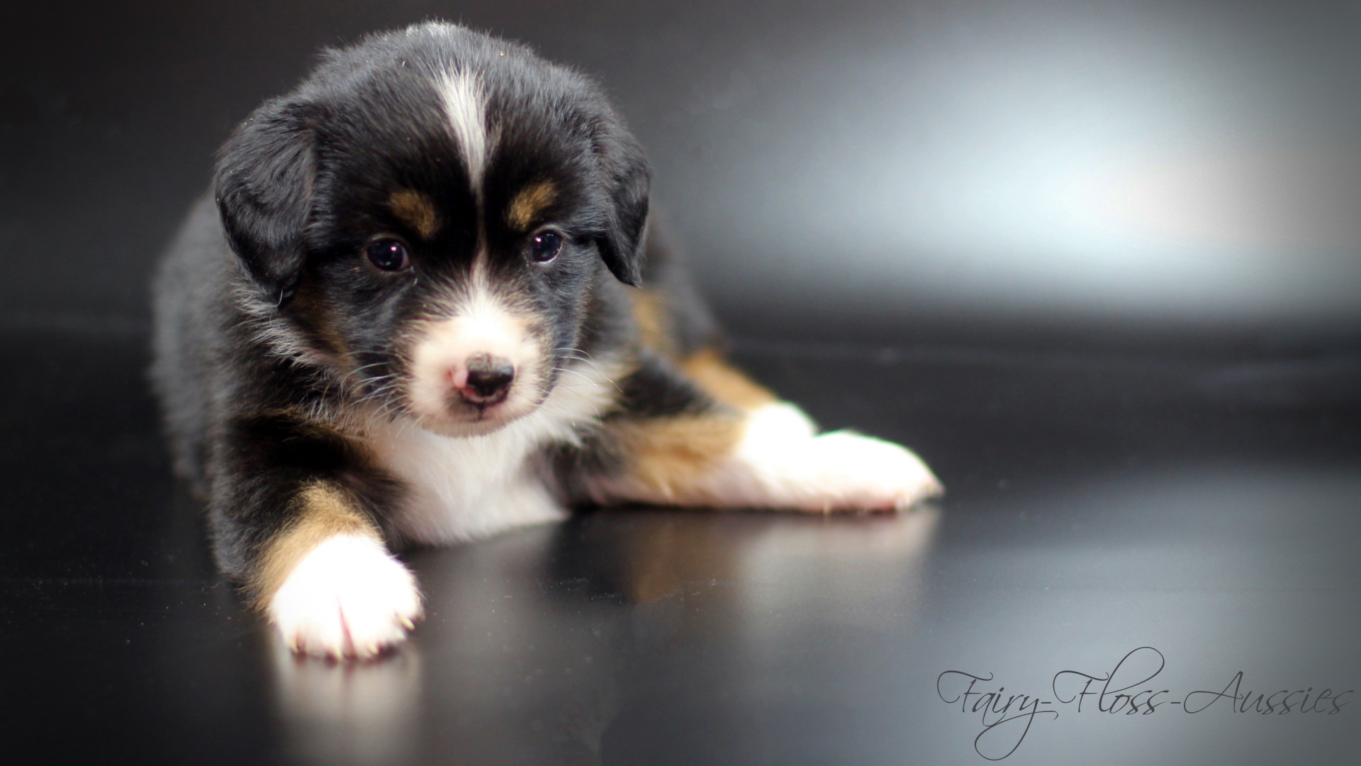 Mini Aussie Fairy-Floss Mini Aussies | Miniature Australian