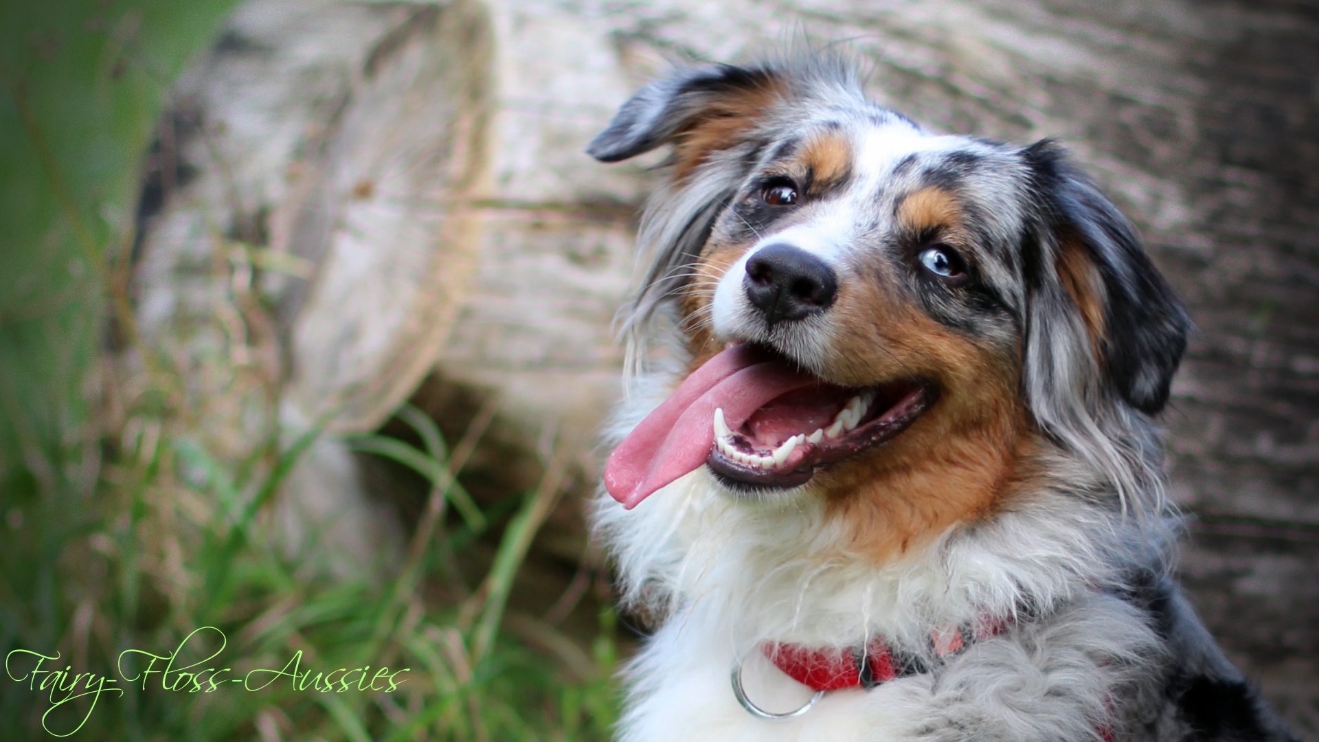 Mein Mini Aussie Lieblingsbild