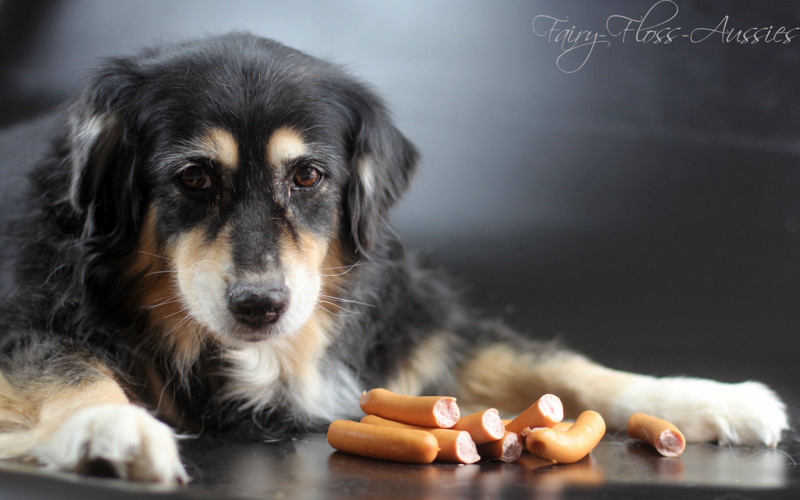 Miniature Australian Shepherd Welpen Mini Aussie Welpen